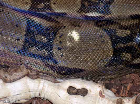 White Spots with Shed???