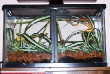 Chondros from Tampa Show Enclosure