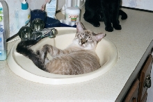 sink mijo