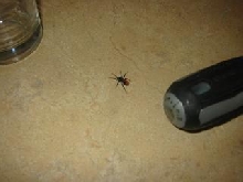 Help Save this Spider's Life