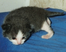 baby gus