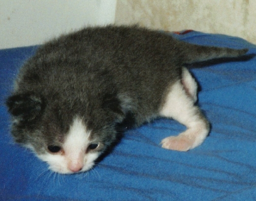 baby gus