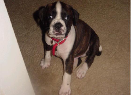 Dexter