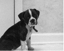 Dexter In Kitchen2
