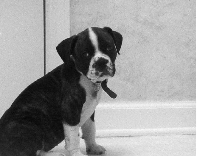 Dexter In Kitchen2