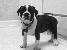 Dexter In Kitchen