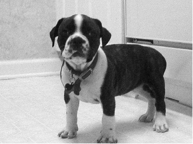 Dexter In Kitchen