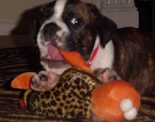 chewing turtle