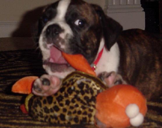 chewing turtle