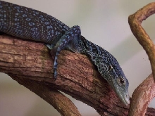 female v. macraei