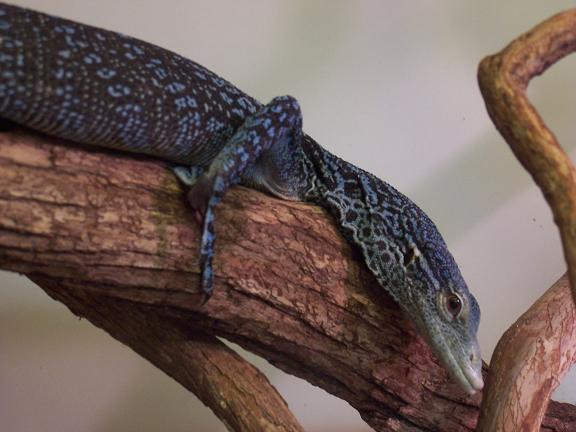female v. macraei