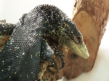 Varanus boehmei