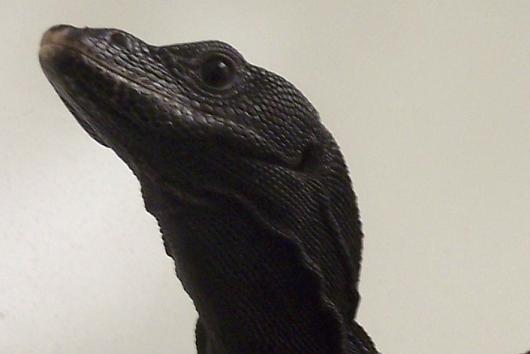 Varanus beccari head shot
