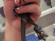 Hemiclitoris V. beccari