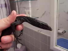 female beccari