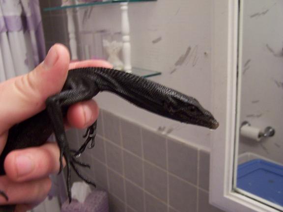 female beccari