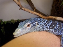female blue