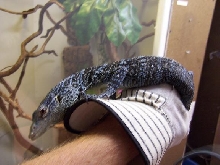 female blue
