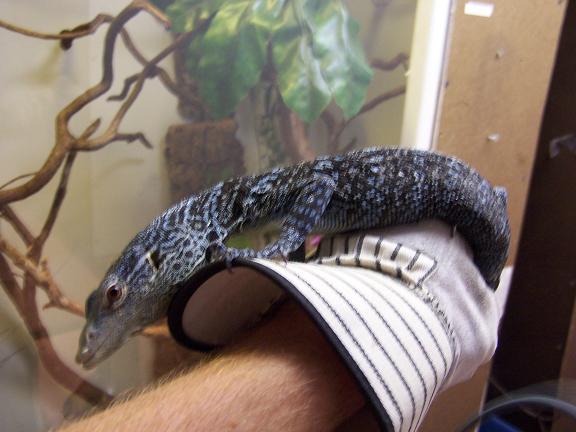 female blue