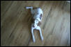 Caesar on the floor