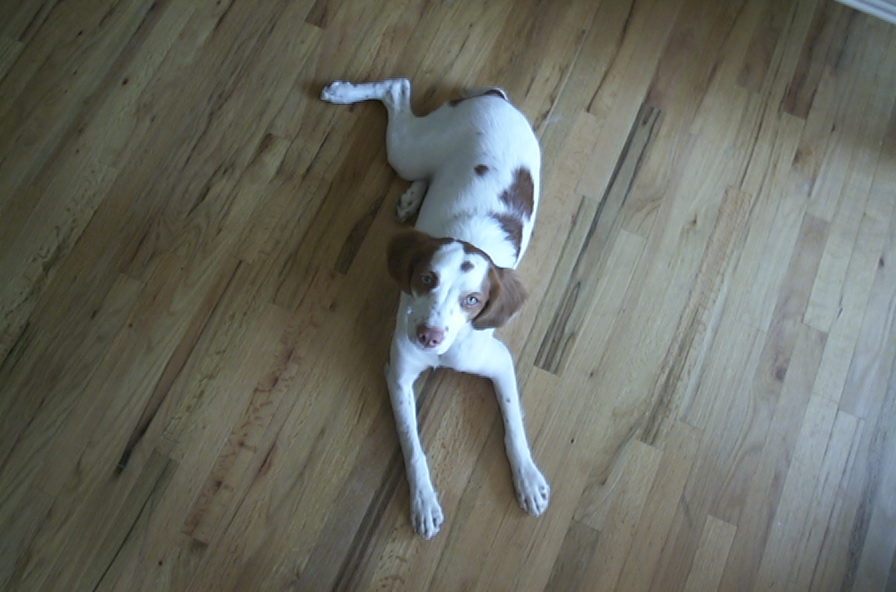 Caesar on the floor