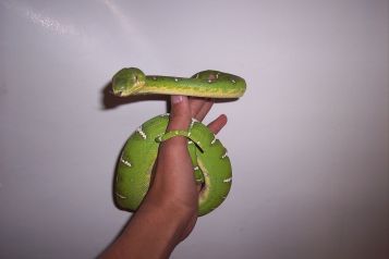 my new ETB