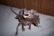 frilled dragon