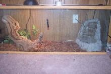 My frilled dragon