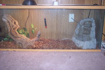 My frilled dragon