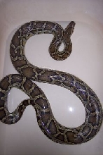 male burmese