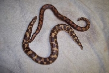 breeding pair of sand boas