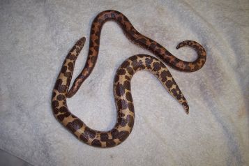 breeding pair of sand boas