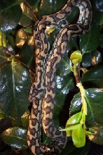 coastal carpet python