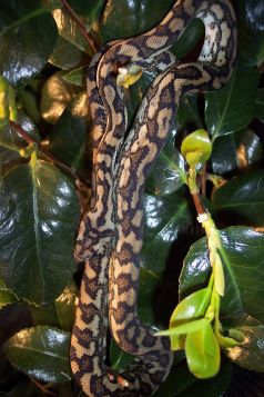 coastal carpet python
