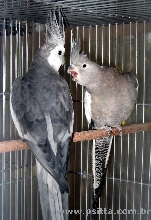 Witeface Pair