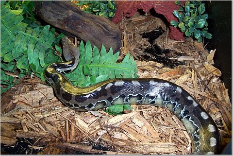 black female