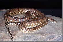 bredli
