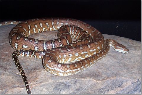 bredli