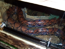 ovulation
