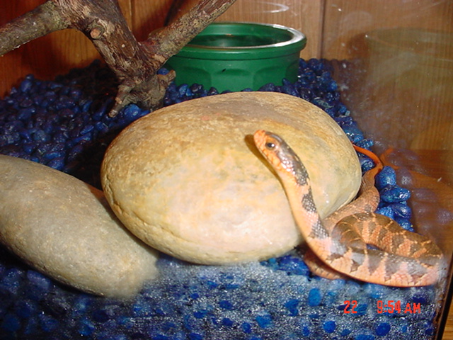Possible Midland Water Snake