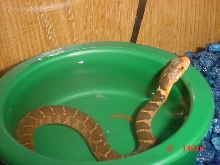 Midland Water Snake; Juvenile