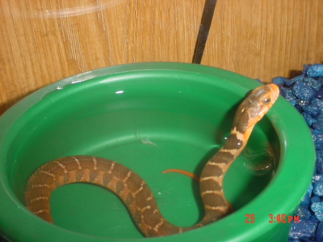 Midland Water Snake; Juvenile