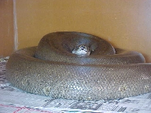 New female green
