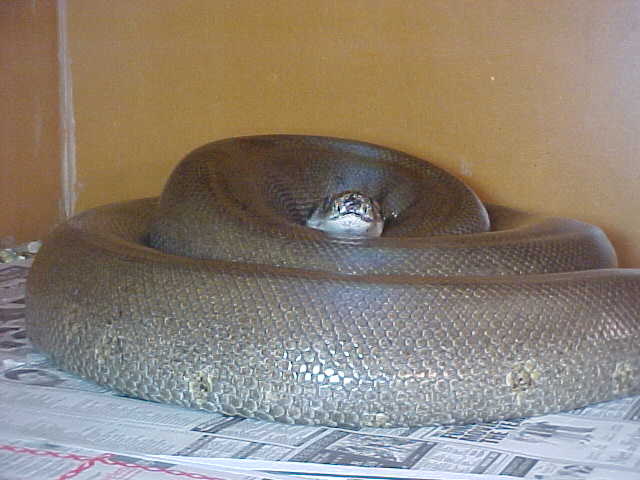 New female green