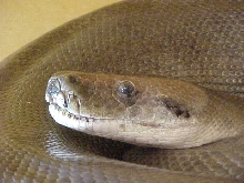 Female green 2