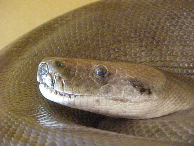 Female green 2