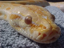 Albino dh green/granite female!