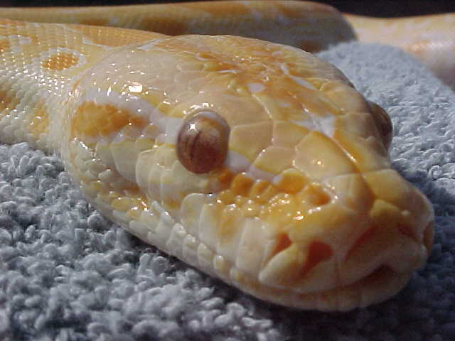Albino dh green/granite female!