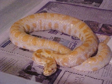 albino dh