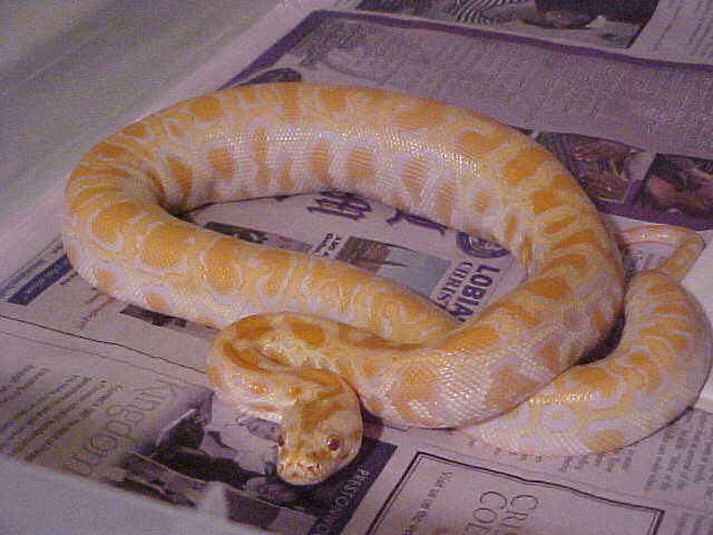 albino dh